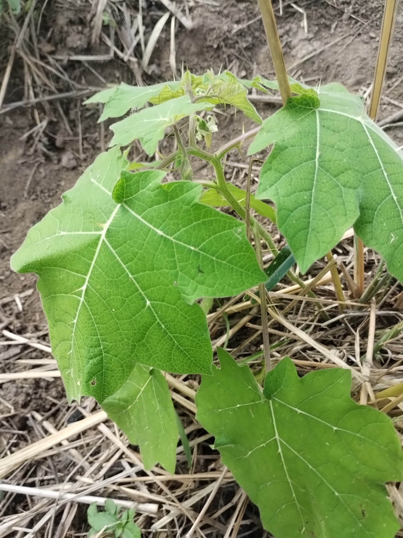 Solanum viarum