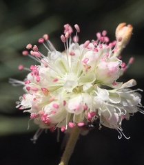 Eriogonum mensicola
