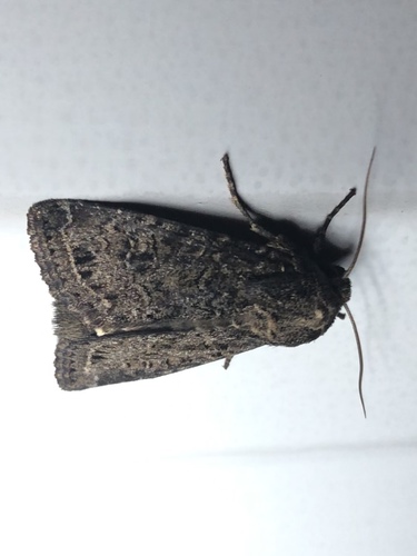 Glassy Cutworm Moth photo 5