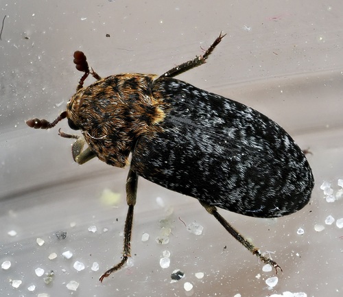 Dermestes undulatus Brahms, 1790