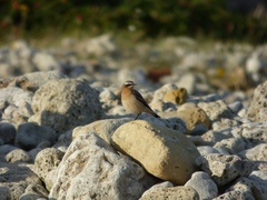 Oenanthe oenanthe