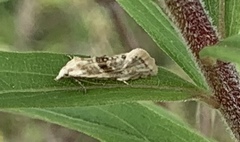 Cochylimorpha straminea