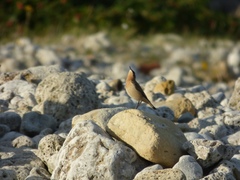 Oenanthe oenanthe