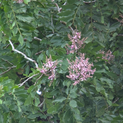 Dipteryx oleifera (Dipteryx oleifera)