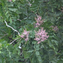 Dipteryx oleifera