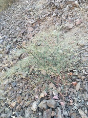 Eriogonum hoffmannii hoffmannii