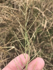 Leptochloa mucronata