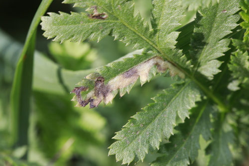Phytomyza tanaceti