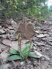 Plantago floccosa