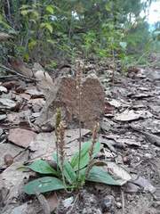 Plantago floccosa