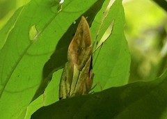 Kallimoides rumia rattrayi