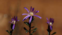 Olearia magniflora