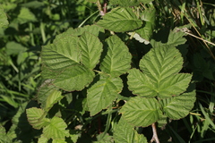 Rubus × loganobaccus