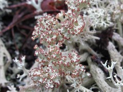 Cladonia boryi