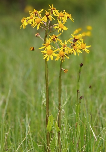 Tephroseris crispa, photograph 6