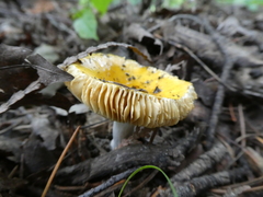 Russula acetolens