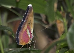 Euphaedra diffusa