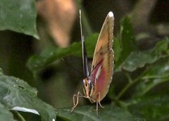Euphaedra diffusa