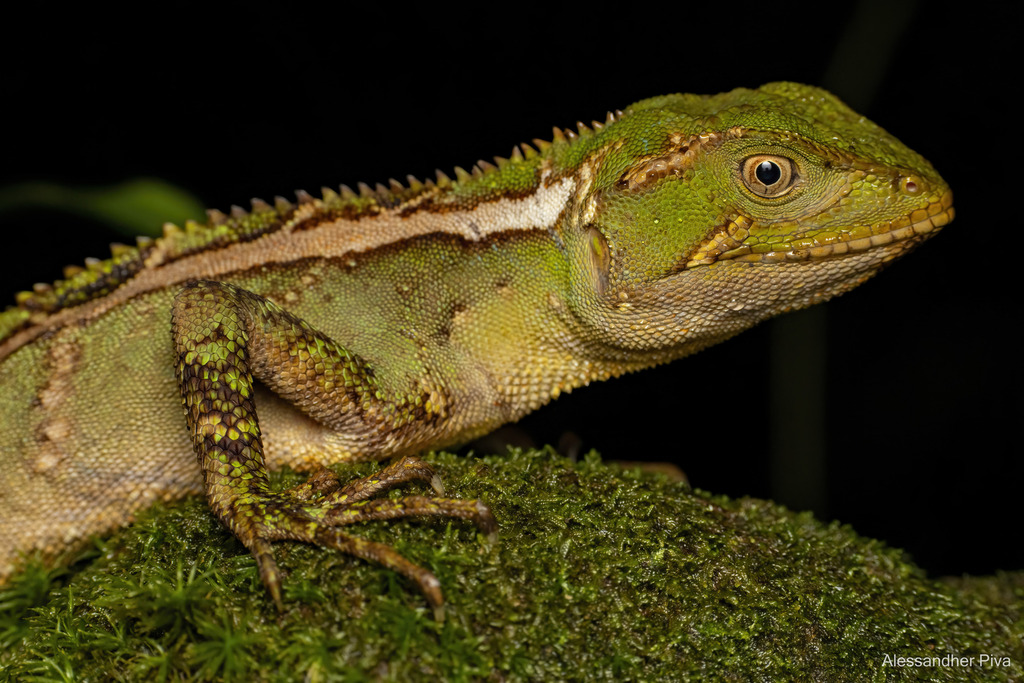 Ihering's Fathead Anole