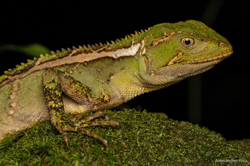 Ihering's Fathead Anole