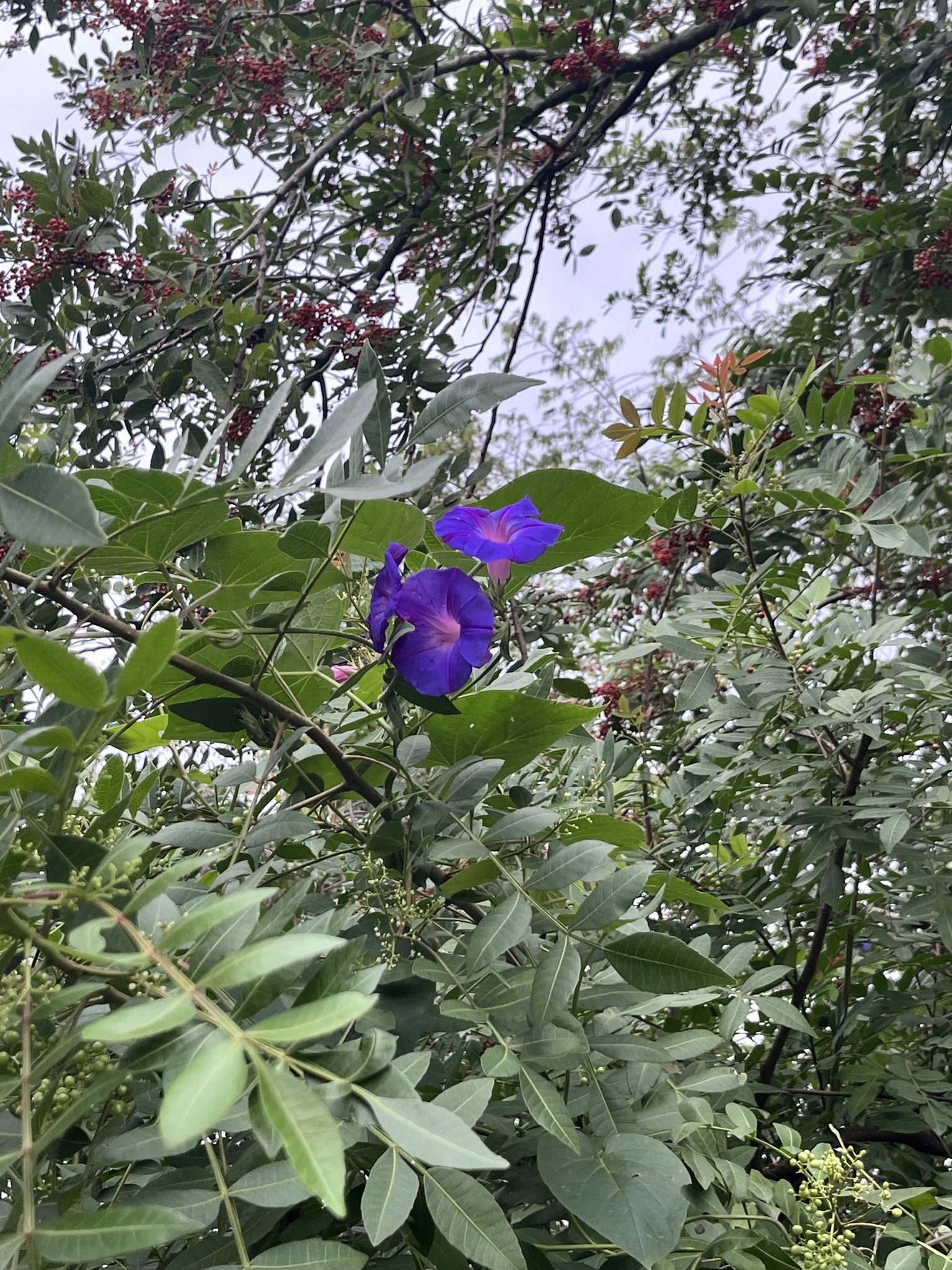 Thunbergia erecta