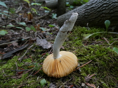 Russula acetolens