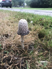 Coprinus comatus