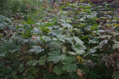 Filipendula camtschatica