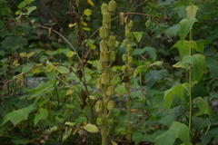 Cardiocrinum cordatum