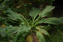 Lysichiton camtschatcensis