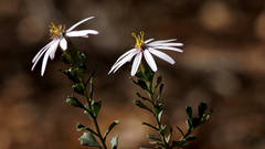 Olearia calcarea