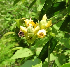 Adenocalymma inundatum