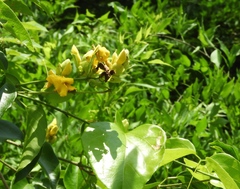 Adenocalymma inundatum