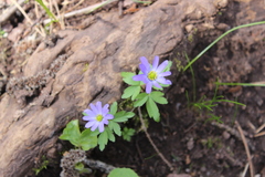 Anemonoides caucasica