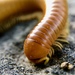 Desert Millipede - Photo (c) mccoycox, some rights reserved (CC BY-NC)