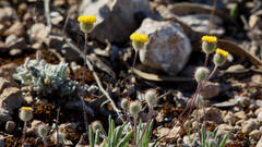 Asteridea athrixioides
