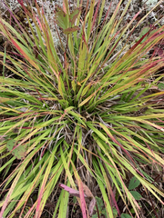 Dichanthelium linearifolium