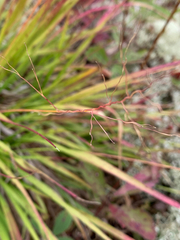 Dichanthelium linearifolium