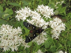 Chrysocale