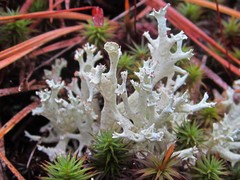 Cladonia boryi