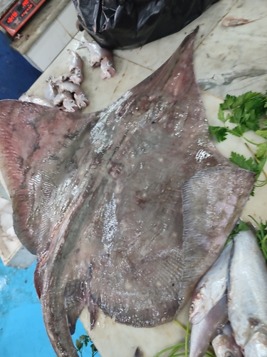 Longnosed skate (Dipturus oxyrinchus) — Rajidae — 3