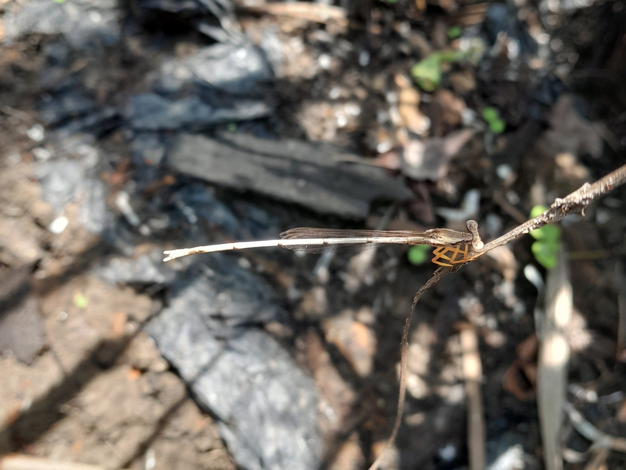 Yellow Featherleg