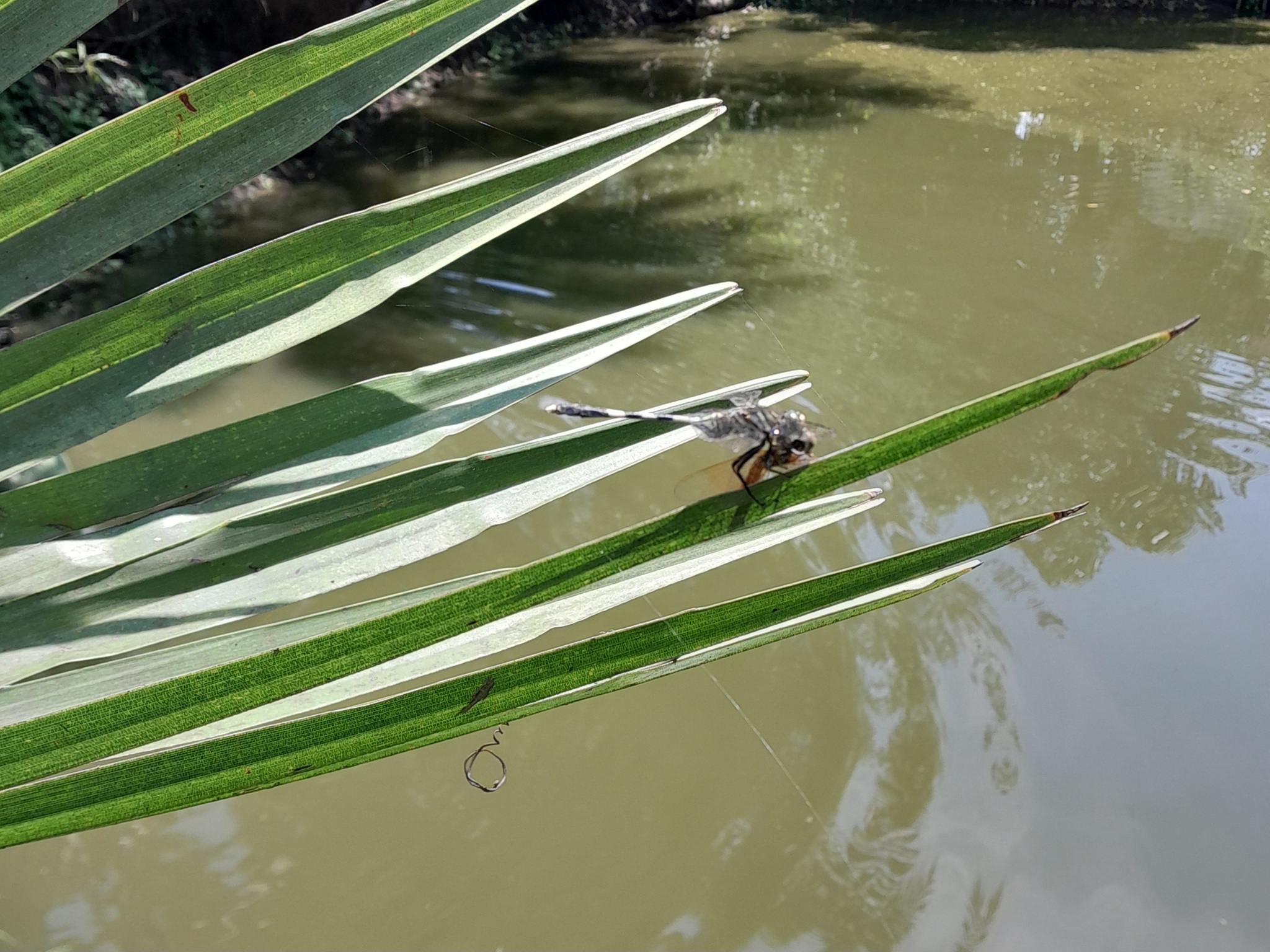 Slender Skimmer