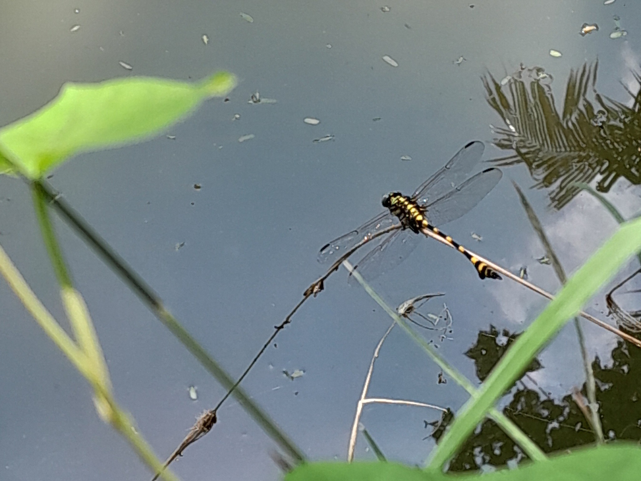 Indian Common Clubtail