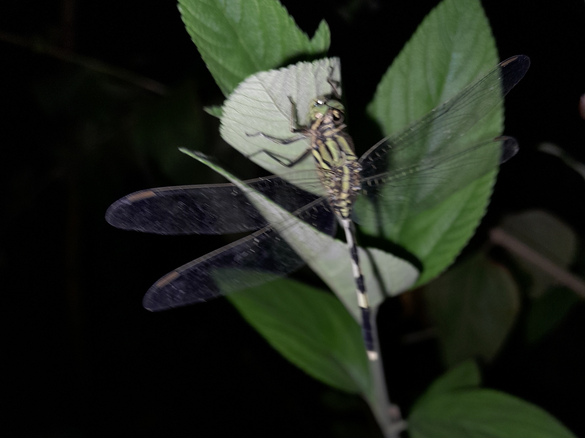 Slender Skimmer