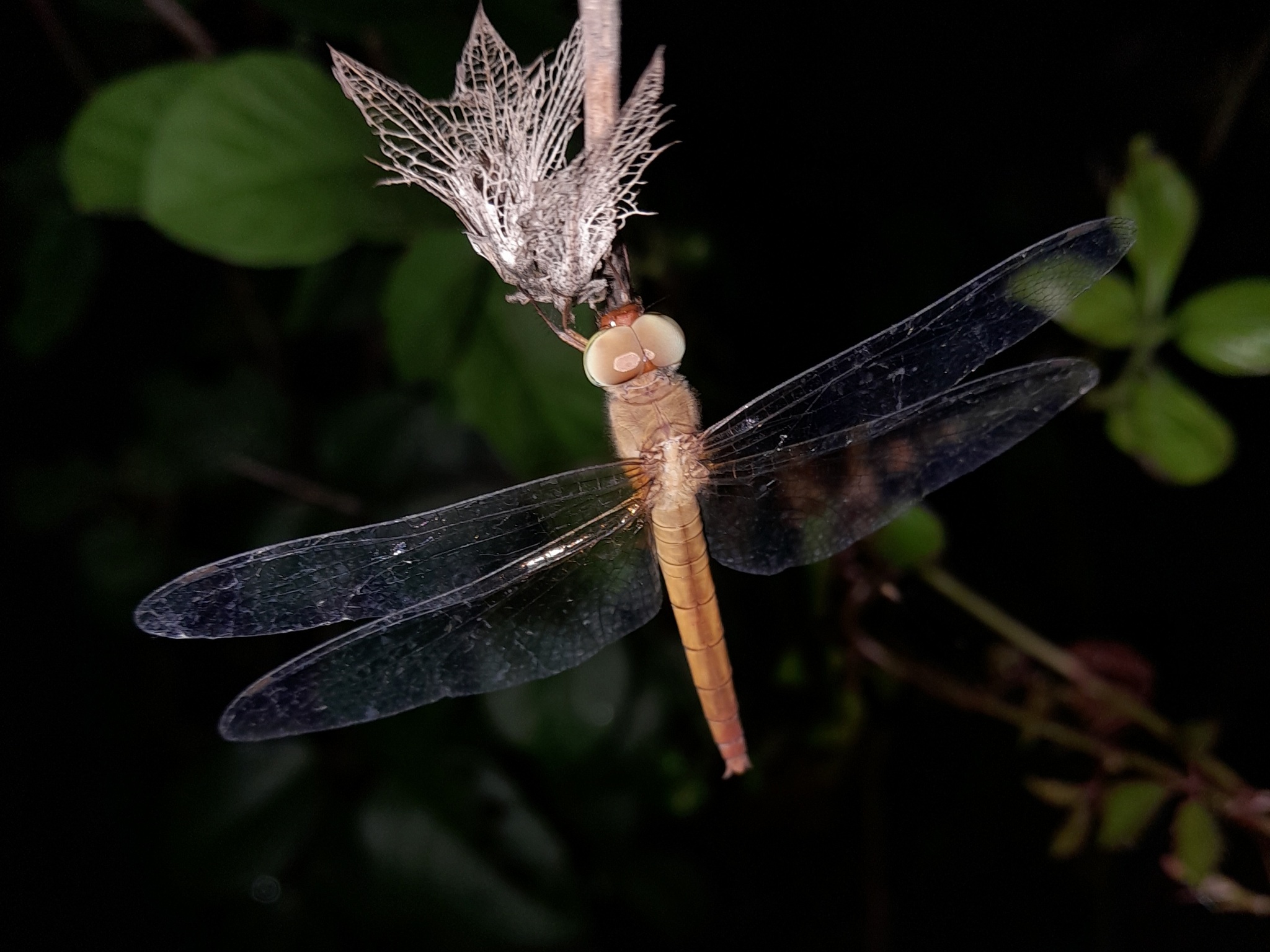 Coral-Tailed Cloudwing