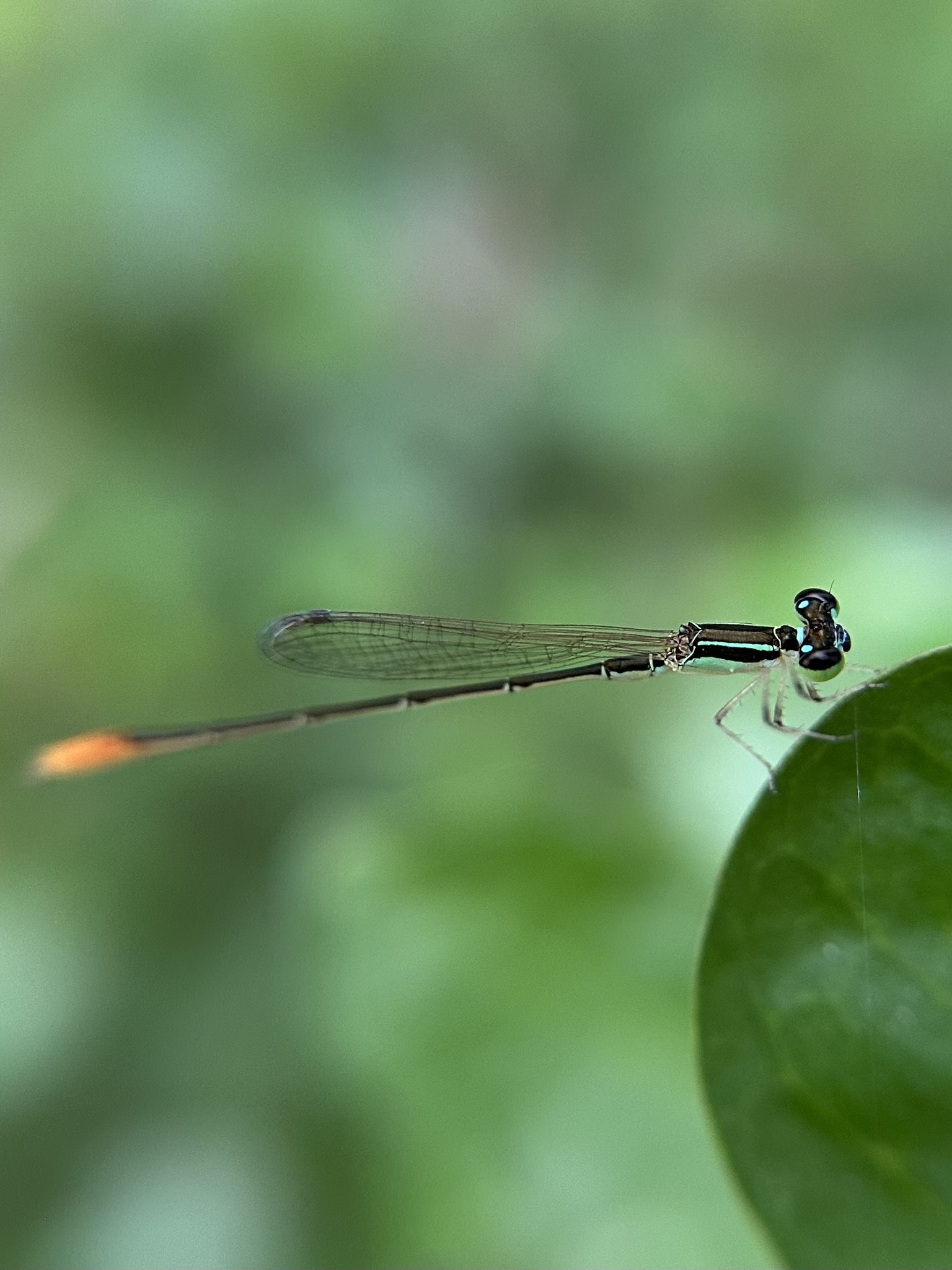 Pygmy Dartlet