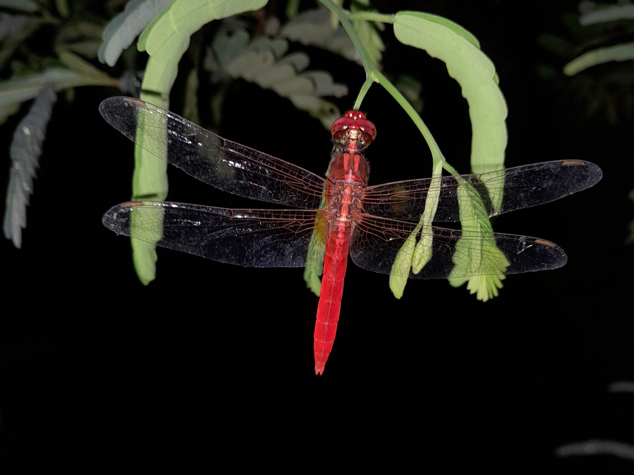 Rufous Marsh Glider