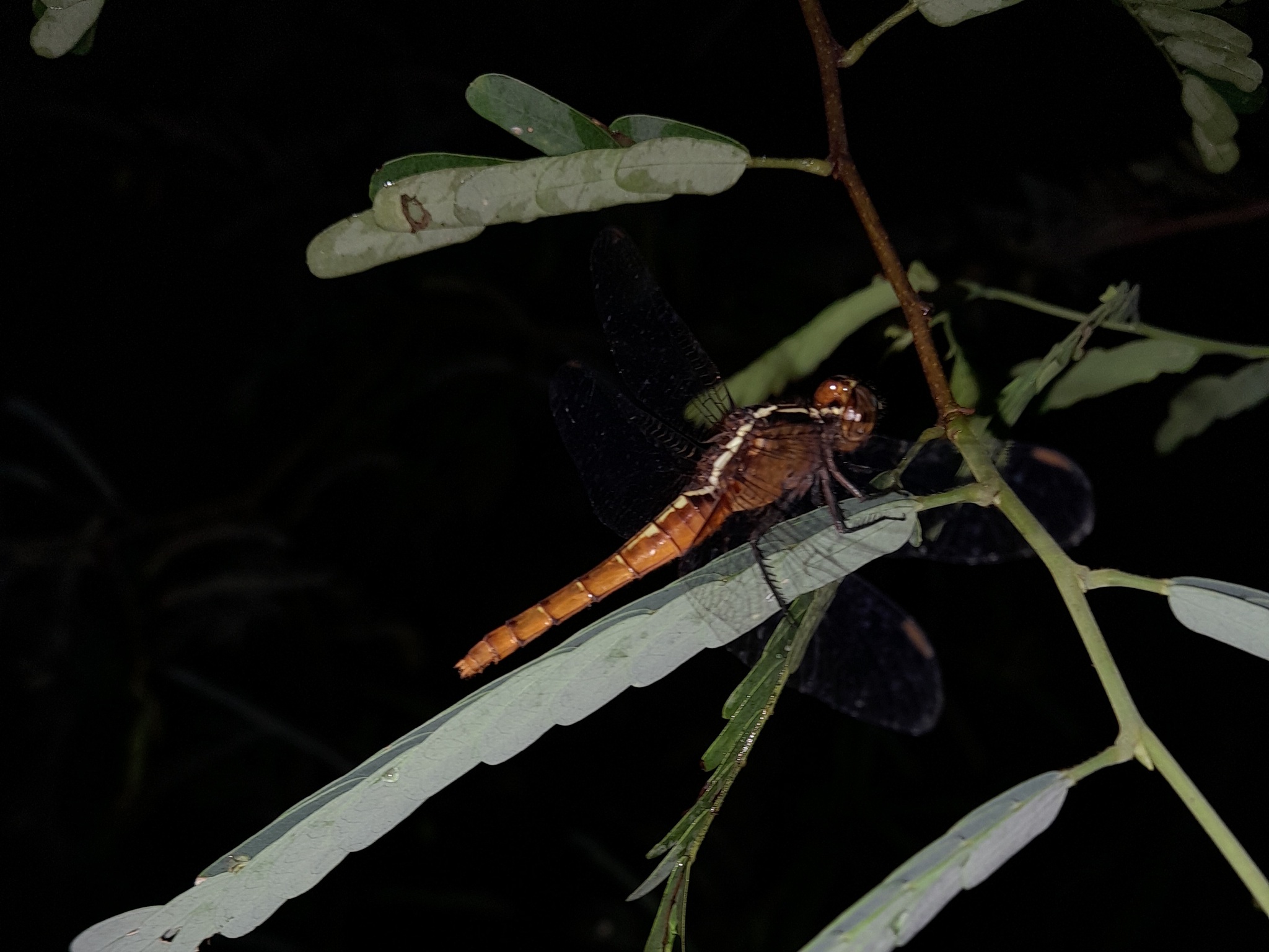 Rufous Marsh Glider