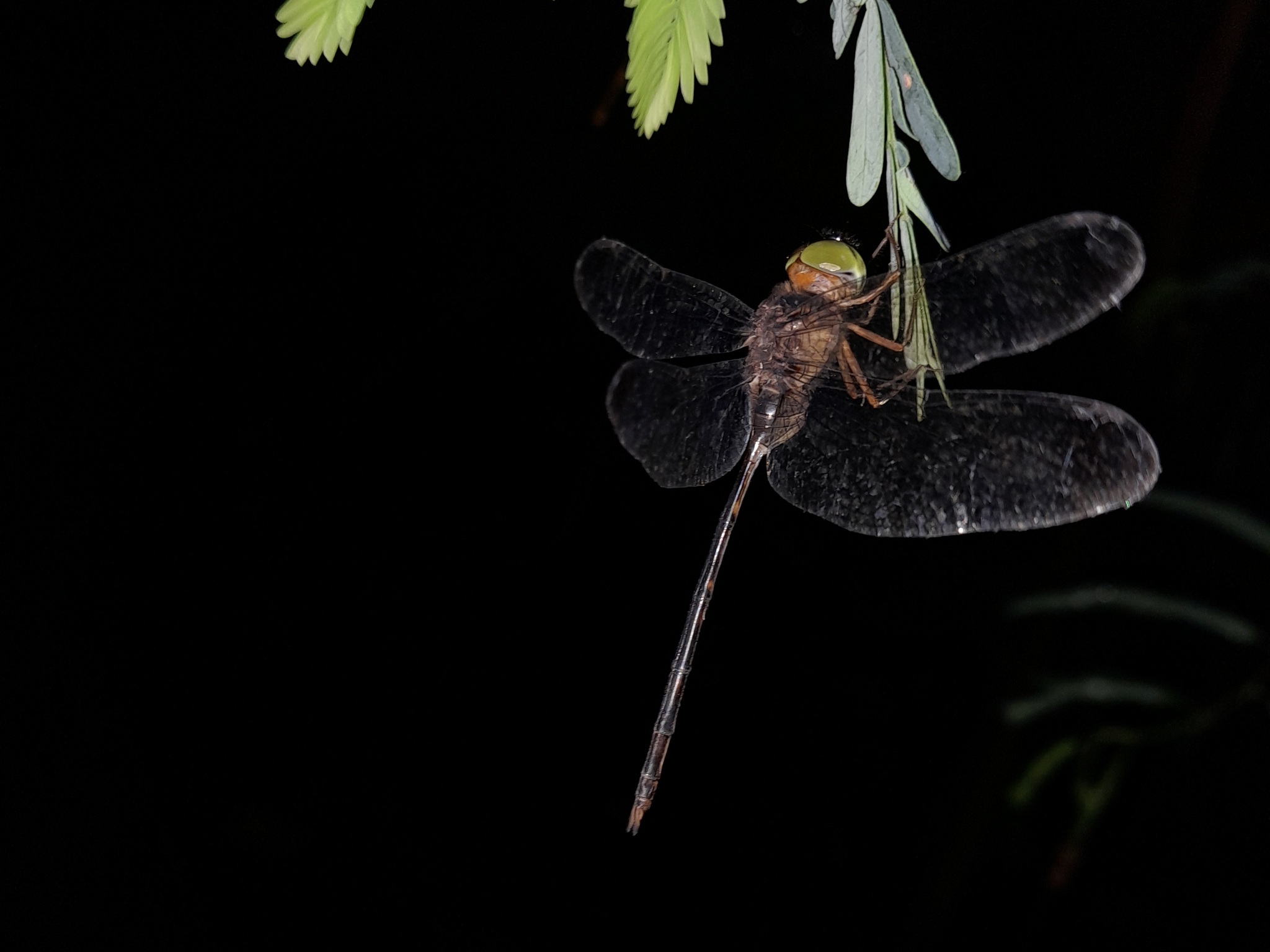 Brown Dusk Hawk